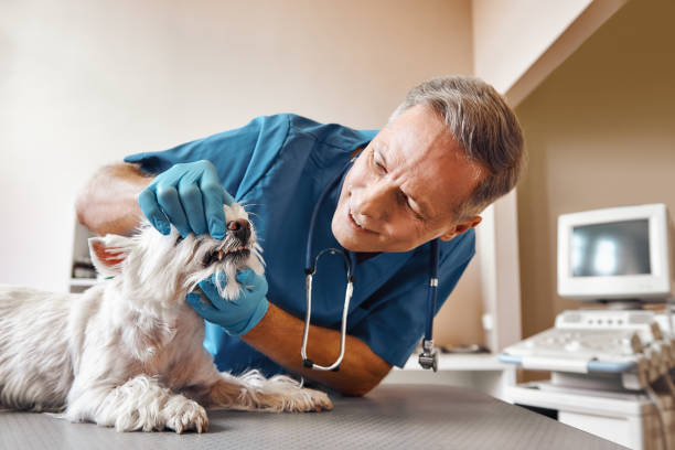 Best Emergency Wisdom Teeth Removal in Dalton, PA